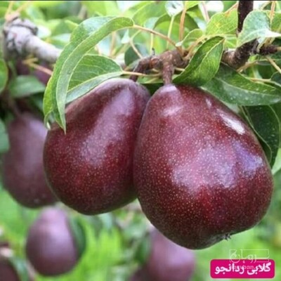 فروش نهال گلابی ردانجو