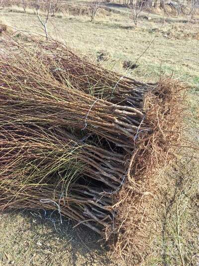 فروش نهال بادام