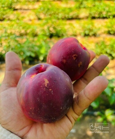 فروش نهال شلیل