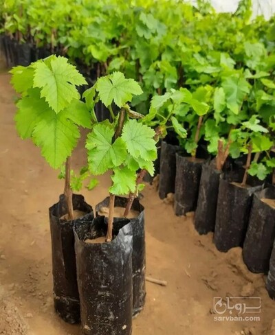 فروش نهال انگورسفید بیدانه