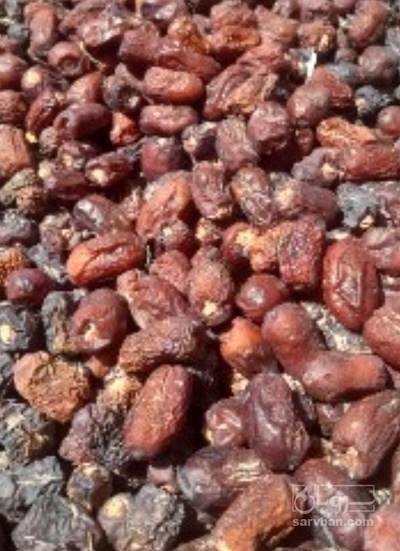 فروش خرما ضایعاتی