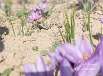 فروش  گل زعفران