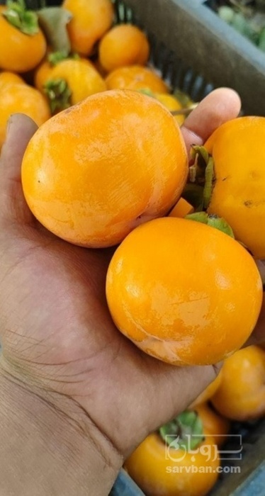 فروش خرمالو