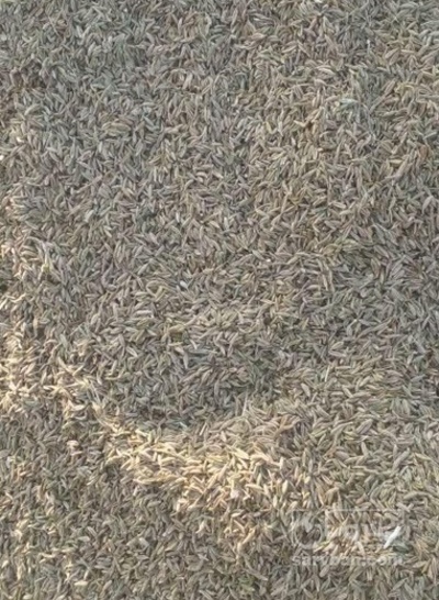 فروش زیره سبز