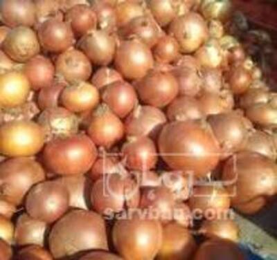فروش پیاز زرد
