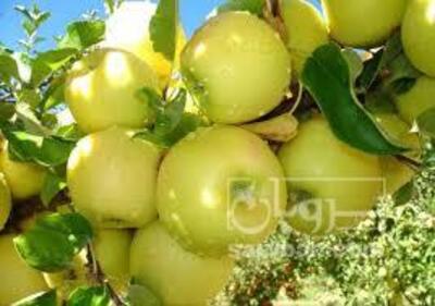 فروش سیب زرد