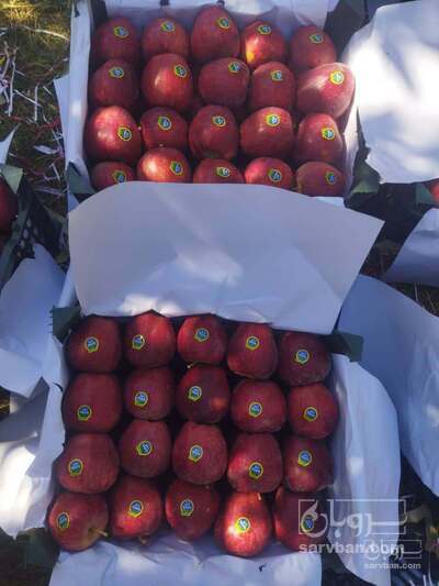 فروش سیب قرمز