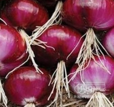 فروش پیاز قرمز