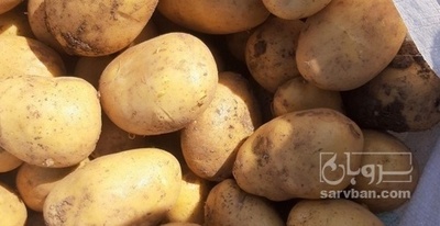 فروش سیب زمینی جلی