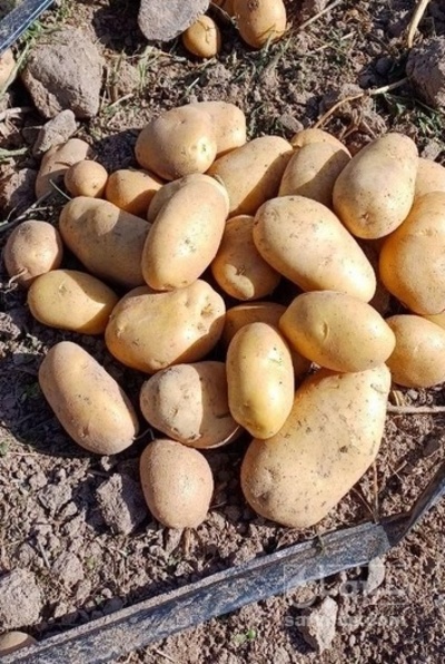 فروش سیب زمینی اگریا