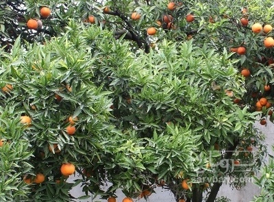 فروش نارنگی یافا سردرختی