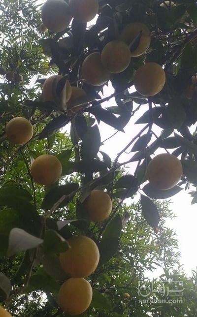 فروش پرتقال تامسون سردرختی