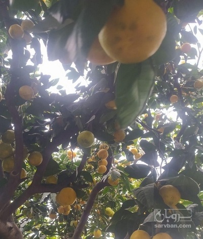فروش نارنگی سردرختی