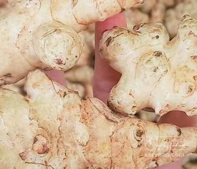 فروش سیب زمینی شیرین