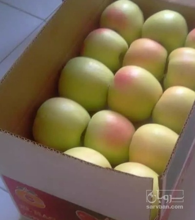 فروش سیب زرد