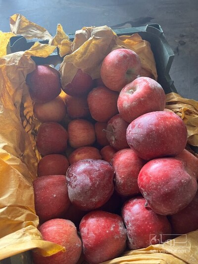 فروش سیب