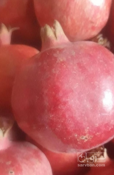 فروش انار ساوه