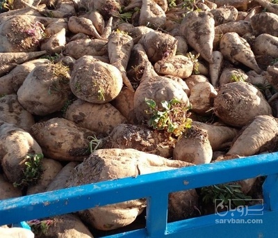 فروش چغندر خوراک دام