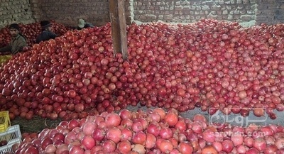 فروش انار ساوه