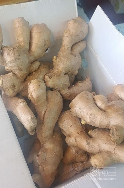 فروش زنجبیل تازه