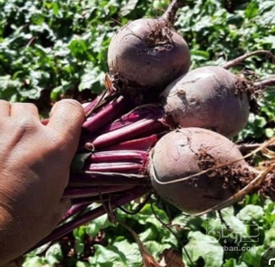 فروش چغندر لبو قرمز