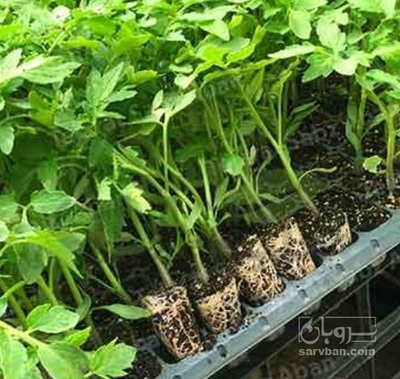 فروش نشا انواع گوجه فرنگی