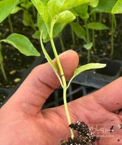 فروش نشا فلفل