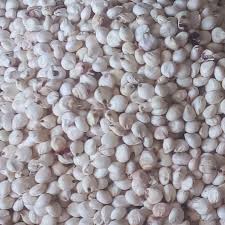 فروش ذرت دانه ای سفید