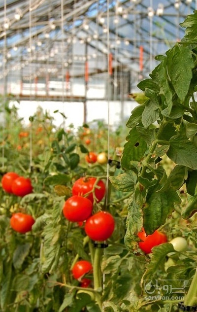 فروش گوجه فرنگی گلخانه ای