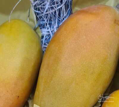 فروش انبه