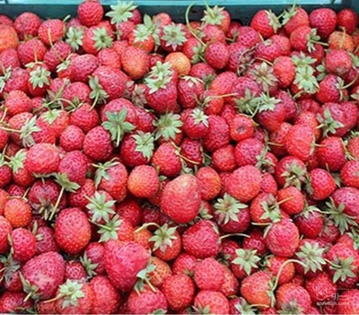 فروش توت فرنگی