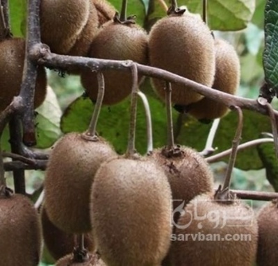فروش کیوی سردرختی
