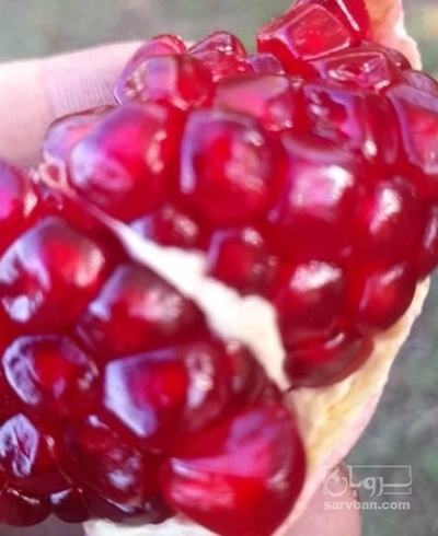 فروش اجاره محصول باغ انار