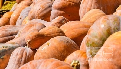 فروش کدو حلوایی