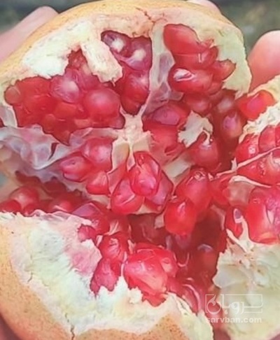 فروش انار