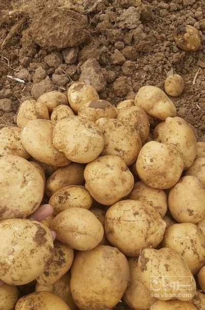 فروش سیب زمینی اسپریت