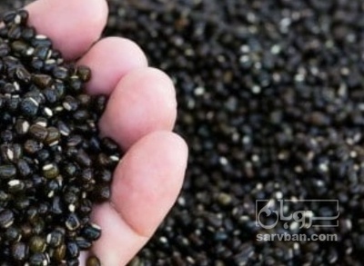 فروش ماش سیاه