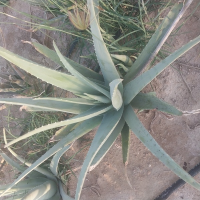 فروش آلوئه ورا (گیاه‌ دارویی)