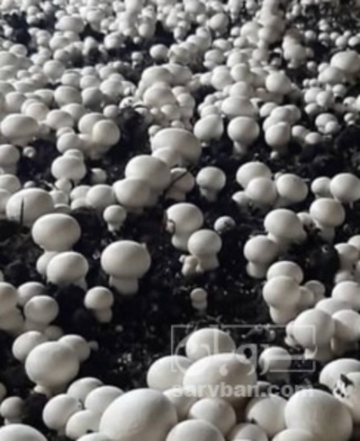 فروش قارچ دکمه ای