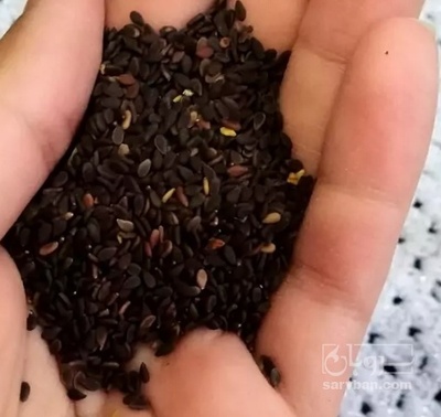 فروش کنجد سیاه