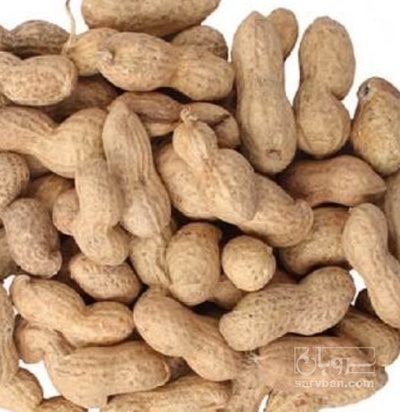 فروش بادام زمینی با پوست