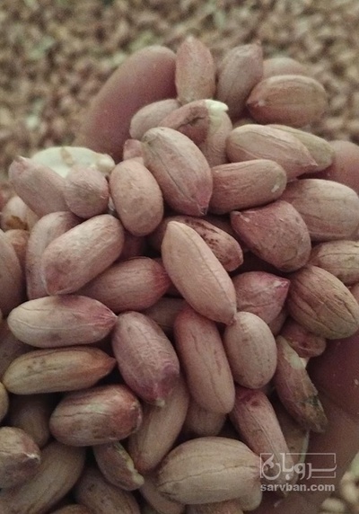 فروش بادام زمینی بدون پوست