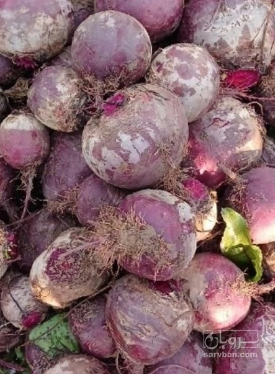 فروش چغندر لبو