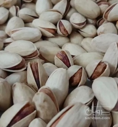 فروش پسته اکبری