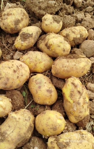 فروش سیب زمینی سانتا