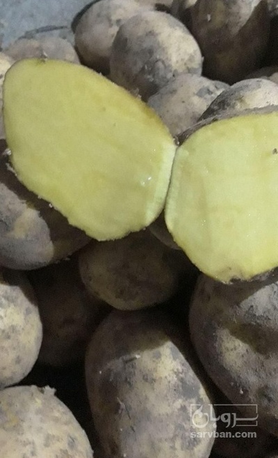 فروش سیب زمینی جلی