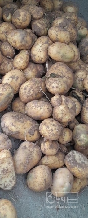 فروش سیب زمینی اسپریت