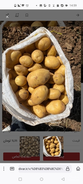 فروش سیب زمینی اگریا