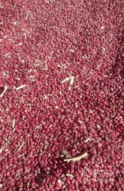 فروش لوبیا قرمز