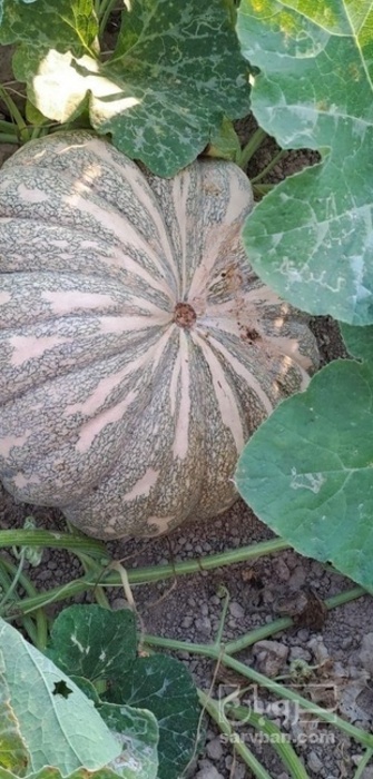 فروش کدو گرد انجیری